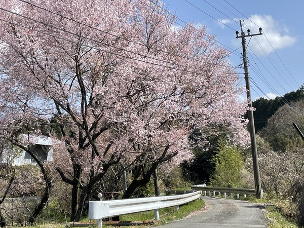 桜舞う散歩道🌸